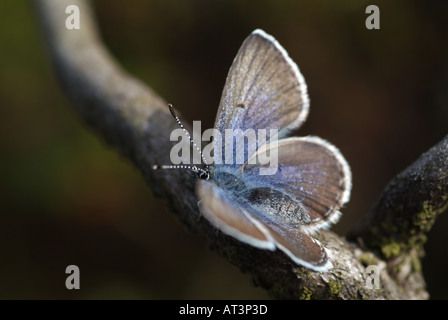 Vacciniina optilete canneberge (bleu) reposant sur une branche. Banque D'Images