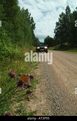 Une d'argent à la chaux fritillary (Argynnis paphia) par la route. Banque D'Images