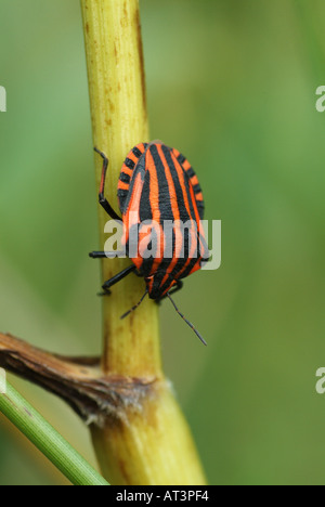 Bouclier-rayé Graphosoma lineatum (bug) Banque D'Images