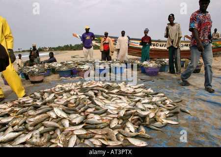 La Gambie Gunjur tri les prises de pêche Banque D'Images