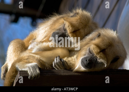 Trois Singes Patas patas, Erythrocebus,famille dormir. Banque D'Images