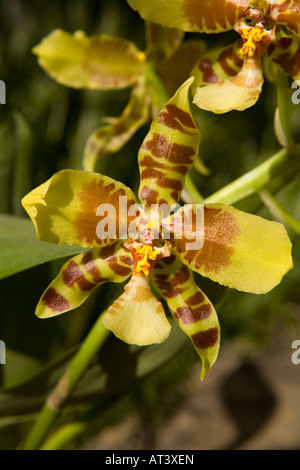 Costa Rica Cartago Lankester Botanical Gardens orchid flower Rossioglossum decomiso Banque D'Images