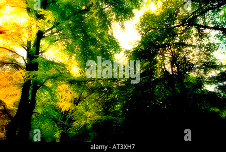 Arbres en Chigwell Row nature reserve Banque D'Images