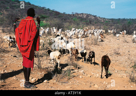 Aîné Samburu avec un troupeau de moutons et chèvres de la réserve nationale de Samburu, Kenya Banque D'Images