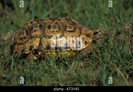 Leopard Tortoise Geochelone pardalis sur l'herbe de l'Afrique du Sud Banque D'Images