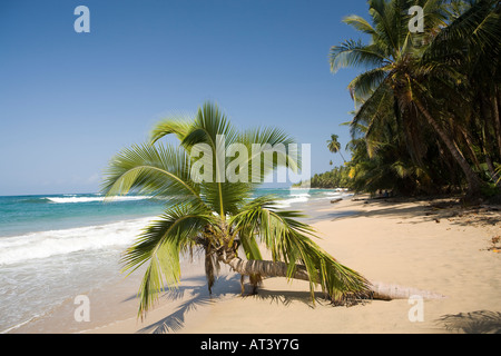 Costa Rica Côte Des Caraïbes Punta Uva seul palmier sur petite plage bordée de palmiers de sable mou Banque D'Images