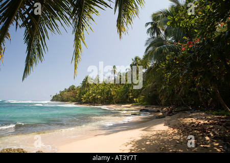 Costa Rica Côte Des Caraïbes plage bordée de palmiers sable Manzanillo Banque D'Images