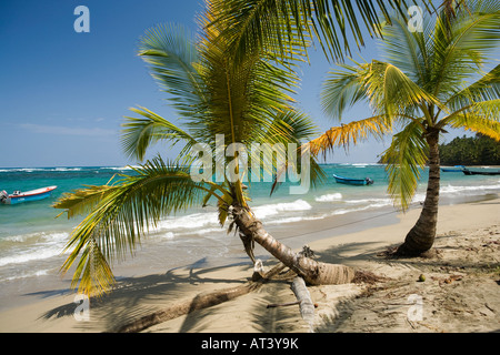 Costa Rica Côte Des Caraïbes plage bordée de palmiers sable Manzanillo Banque D'Images