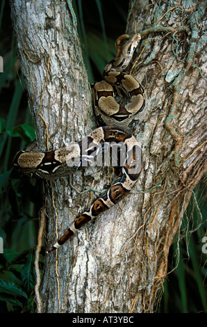 Guyanan serpent boa constrictor Boa constrictor constrictor Banque D'Images