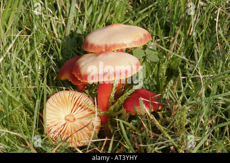 Scarlet waxcap, hygrocybe coccinea Banque D'Images