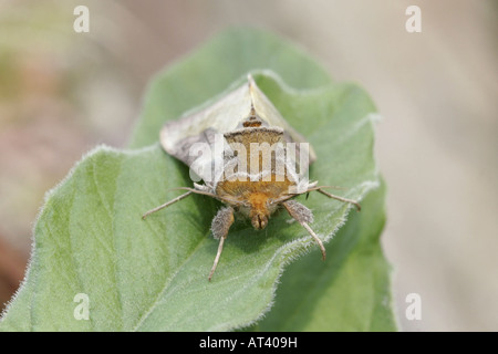 Laiton bruni spongieuse, Diachrisia chrysitis Banque D'Images