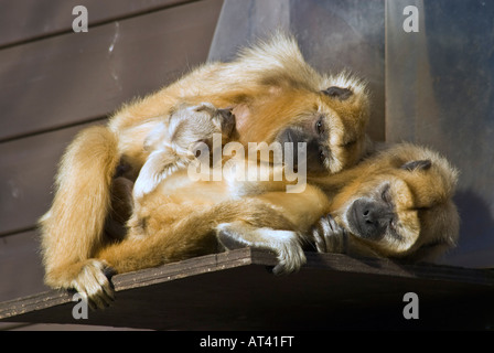 Trois Singes Patas patas, Erythrocebus,famille dormir. Banque D'Images