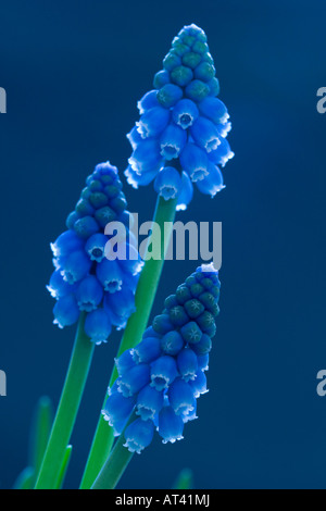 Muscari à grappe Banque D'Images