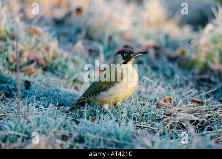 Pic Vert Picus viridis sur pelouse au jardin en hiver UK Banque D'Images