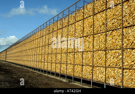 Les épis de maïs récoltés sont stockés en France Banque D'Images