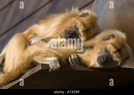 Trois Singes Patas patas, Erythrocebus,famille dormir. Banque D'Images