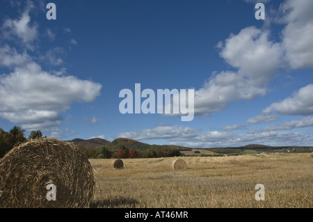 La récolte de foin Banque D'Images