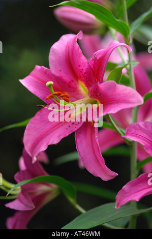 Lilium Star Gazer Banque D'Images