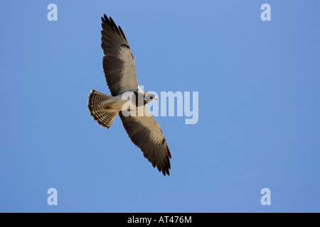 La buse de Swainson, Buteo swainsoni, en fuite. Banque D'Images