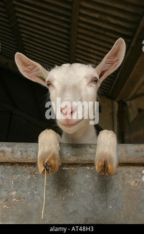 chèvre de la ferme Banque D'Images