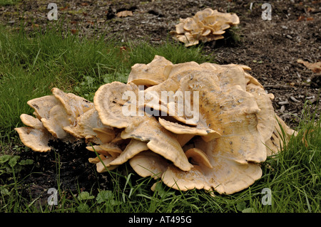 Poule des bois champignon (Grifola frondosa) croissant dans le parc à Düsseldorf, Allemagne. Banque D'Images