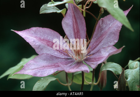 Clématites, de vierges-bower Clematis (spec.), cv. Dorothy Walton Banque D'Images