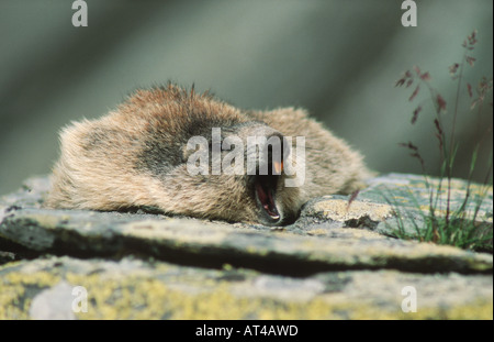 Marmotte des Alpes (Marmota marmota), le bâillement, en Autriche, le Grossglockner Banque D'Images