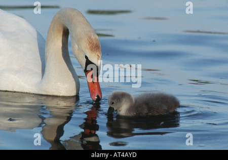 Mute swan (Cygnus olor), parent avec les jeunes Banque D'Images