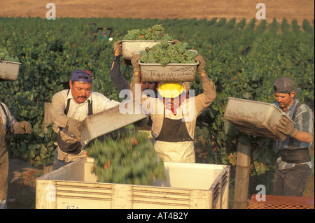 La récolte du Chardonnay à Los Carneros Napa Californie Banque D'Images