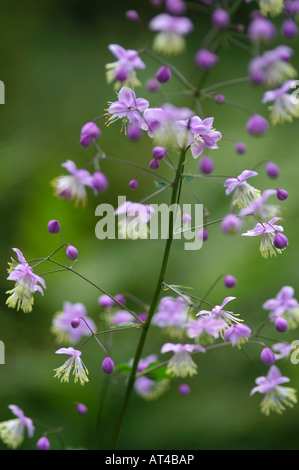 Thalictrum delavayi Hewitts Double Banque D'Images