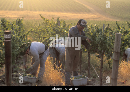 La récolte du Chardonnay à Los Carneros Napa Californie Banque D'Images