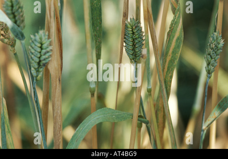 Club le blé, le blé (Triticum aestivum ssp. compactum, Triticum compactum (unbegrannt)), les crampons Banque D'Images