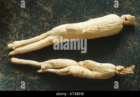 Le ginseng (Panax ginseng), racines Banque D'Images