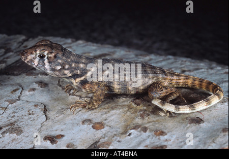 Le lézard curly (Leiocephalus carinatus) Banque D'Images