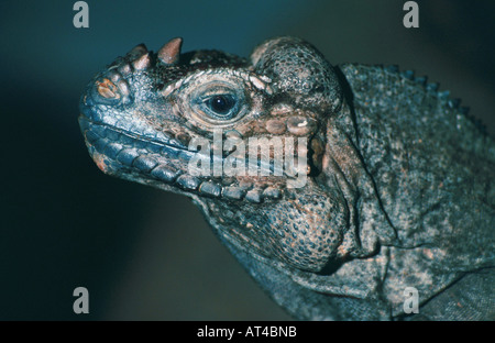 Iguane rhinocéros (Cyclura cornuta), portrait Banque D'Images