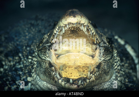 Crocodile de Cuba (Crocodylus rhombifer), portrait, frontale, avec bouche ouverte Banque D'Images
