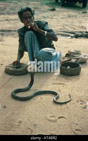 Cobra commun, Indienne (Naja naja), avec snake-charmer Banque D'Images