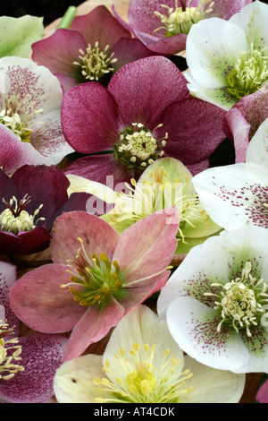 HELLEBORUS X HYBRIDUS FLEURS Banque D'Images