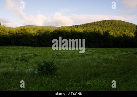 Un champ dans le vert des montagnes. Eden, Vermont. Banque D'Images