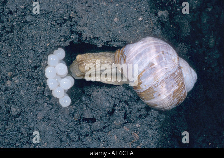 Escargot romain, les escargots, les escargots escargot, escargots, escargot, escargot apple vigne, vigne, vigne escargot snail (Helix pomatia), Banque D'Images