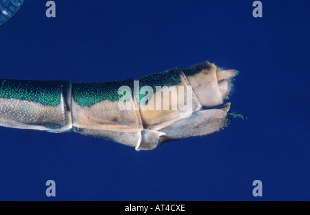 Lestes vert émeraude, libellule (Lestes sponsa), emale, abdomen Banque D'Images