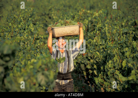 La récolte du Chardonnay à Los Carneros Napa Californie Banque D'Images