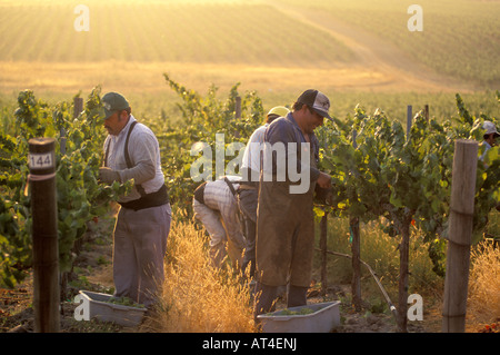 La récolte du Chardonnay à Los Carneros Napa Californie Banque D'Images