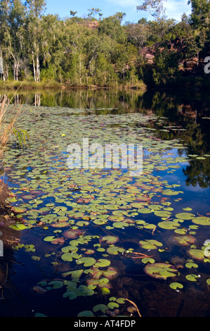 Water Lilies sur billabong à Camp Creek, Kimberley, Australie occidentale Banque D'Images