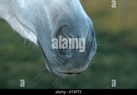 Cheval domestique (Equus caballus przewalskii. f), de la bouche d'un cheval blanc Banque D'Images