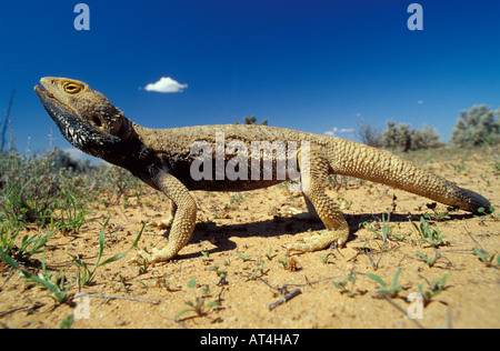 Dragon barbu Pogona vitticeps Mungo National Park Australie Banque D'Images