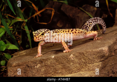 Gecko léopard Eublepharis macularis Pakistan Inde Inde queue jambes Banque D'Images