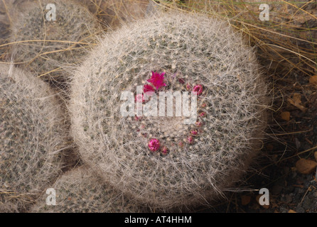 Vieille Femme cactus, une plante endémique du Mexique central utilise le hiarlike blanc à l'ombre de filaments de la lumière du soleil dure Banque D'Images