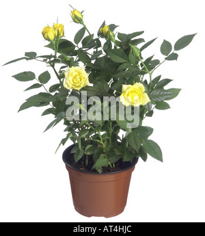 Ange rose (Rosa chinensis var. minima), aux fleurs jaunes Banque D'Images