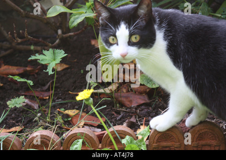 Chat noir et blanc la traque Banque D'Images